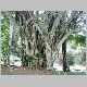 Ficus cf. microcarpa.jpg